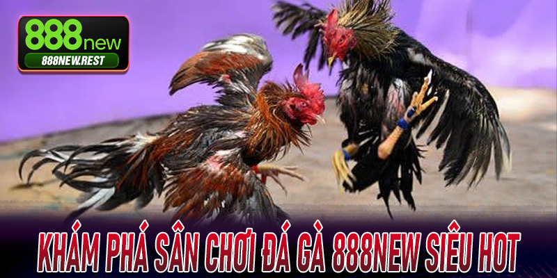 Khám phá sân chơi Đá Gà 888New siêu hot