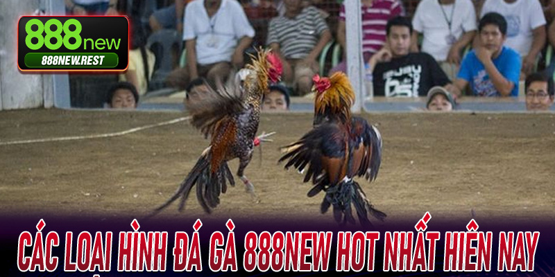 Các loại hình đá gà 888New hot nhất hiên nay