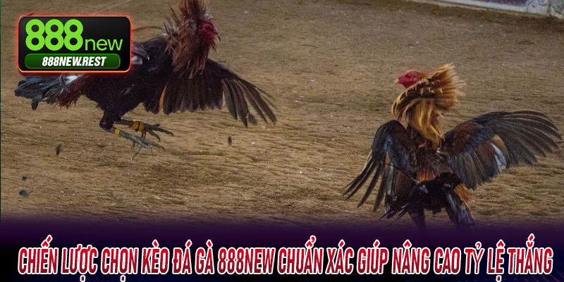 Chiến lược chọn kèo Đá Gà 888New chuẩn xác giúp nâng cao tỷ lệ thắng
