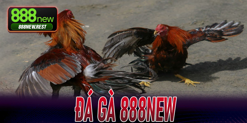 Đá Gà 888New
