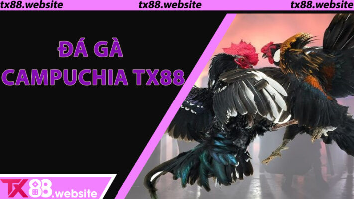 Đá gà Campuchia TX88 - Chinh phục mọi trận đấu, thỏa mãn đam mê